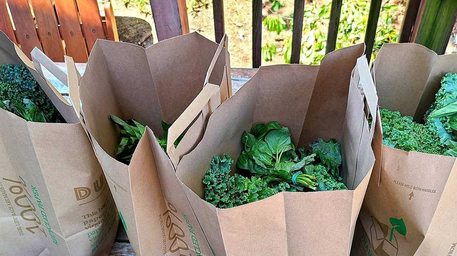 Grocery bags full of vegetables.